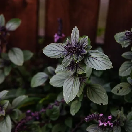 Biohotel Amadeus 4* Schwerin (Mecklenburg-Vorpommern)