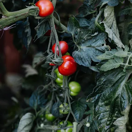 Hotel Biohotel Amadeus